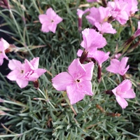 Dianthus freynii